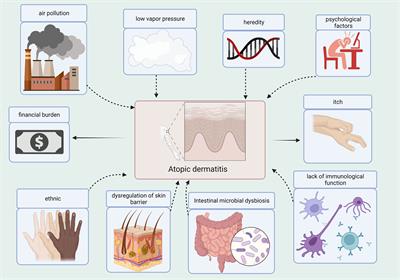 Lactobacillus for the treatment and prevention of atopic dermatitis: Clinical and experimental evidence